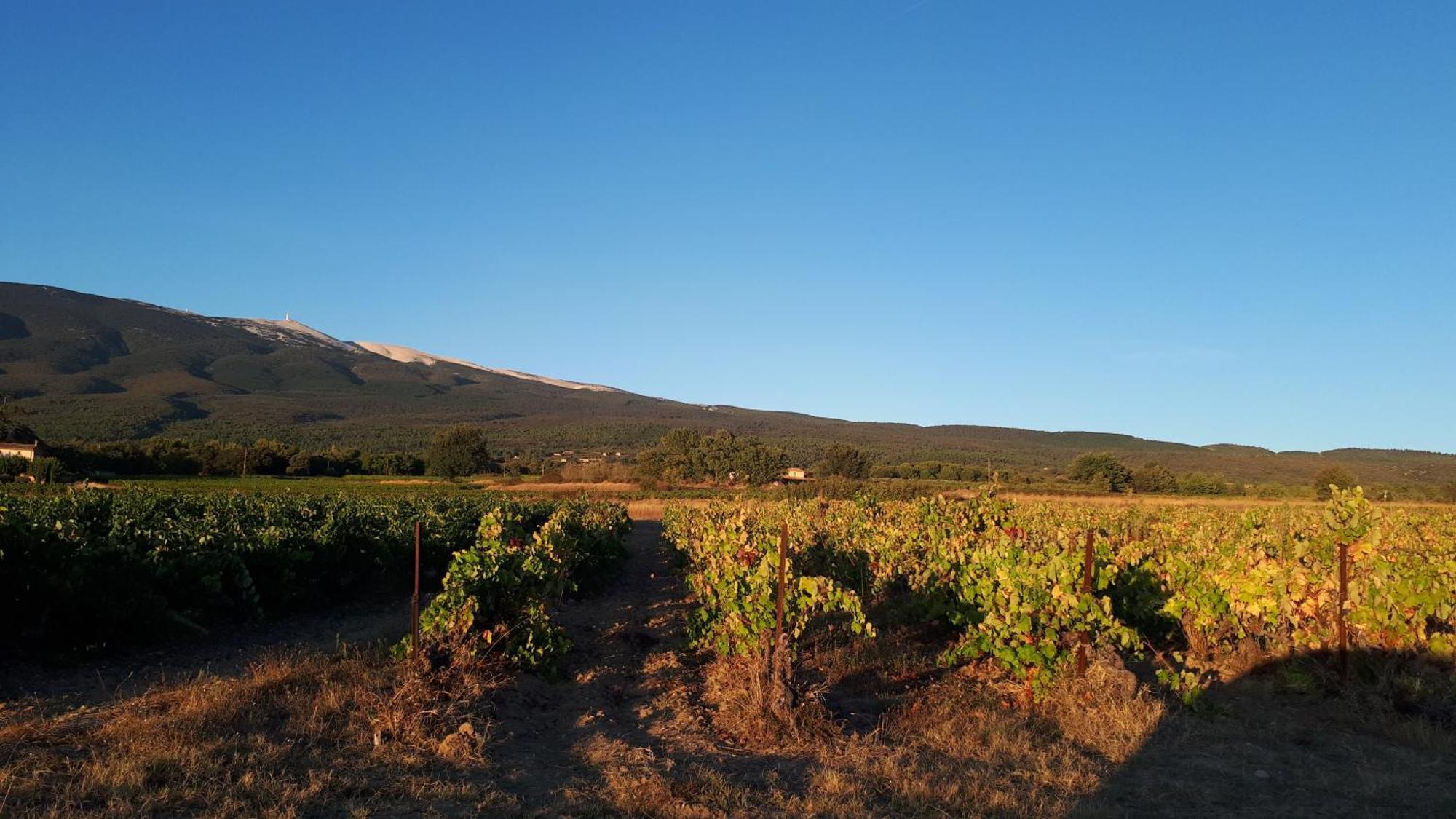 La Carriera, petite maison sud Ventoux, au charme Provençal Bédoin Extérieur photo